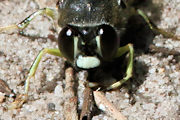 Sand Wasp (Bembix furcata) (Bembix furcata)